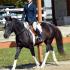 WTHJA Schooling Show